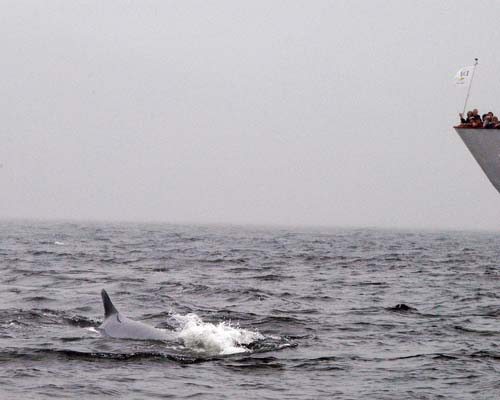 whale in the St Lawrence beside watching boat