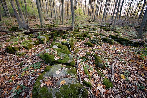 trail through woods leading to Louth Falls, Ontario