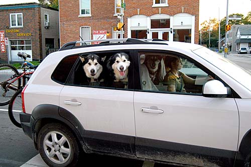 some dogs in a car