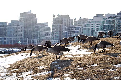 Canada Geese chomp down on some grass along Lake Ontario - near the Humber Bay line of condominiums