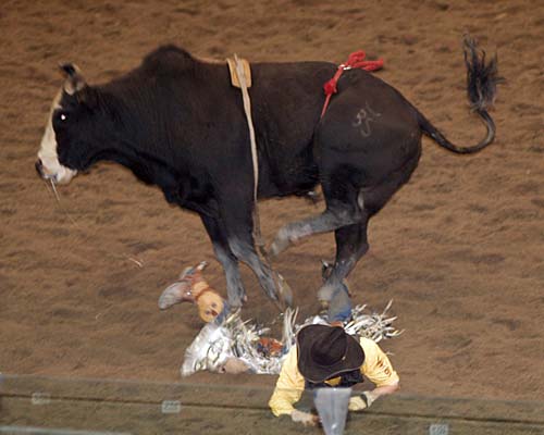 2008 Ontario Dodge Rodeo tour, Mississauga's Hershey Centre - bull runs over cowboy