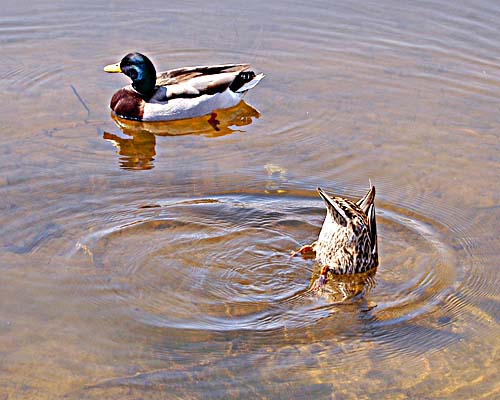 Mallard ducks looking for food in Acton's Fairy Lake