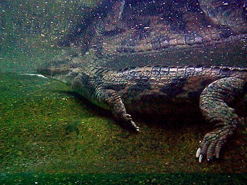 An alligator from the Toronto Zoo, in water tank