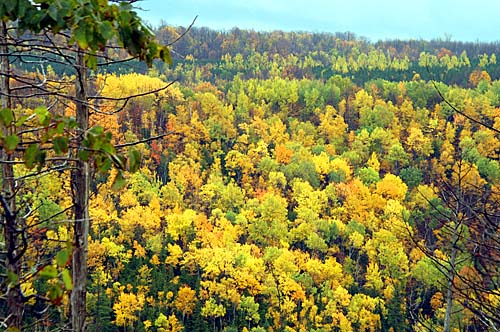 The fall trees in Collingwood, Ontario