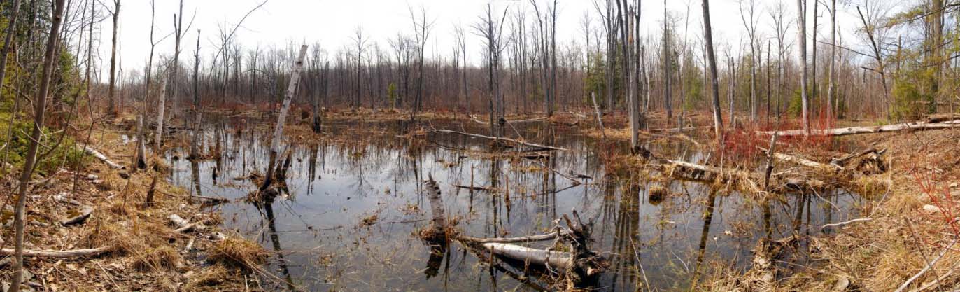 swamp panorama