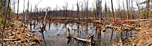 small swamp along the Bruce Trail north of Milton